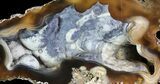 Unique, Agatized Fossil Coral Geode - Florida #72304-1